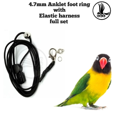 Picture of 2 miter elastic harness rope with lovebird anklet ring 4.7mm (full set combo pack)