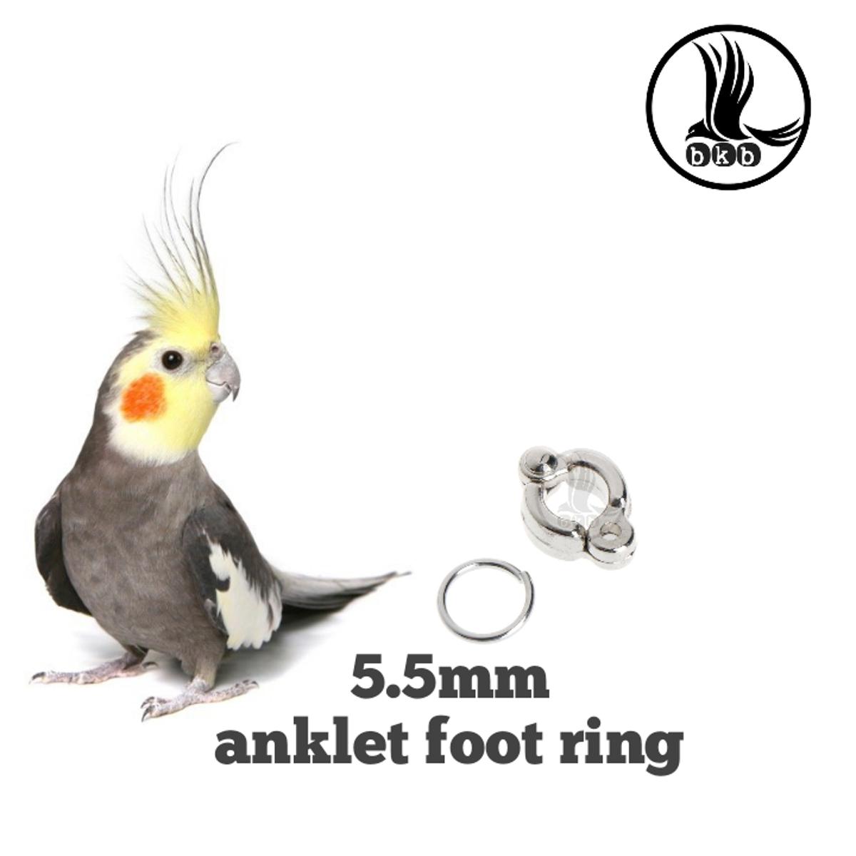 Picture of china anklet for cockatile 5.5mm pet bird accessories