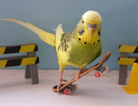 Picture of pet bird scouter toy pet bird accessories