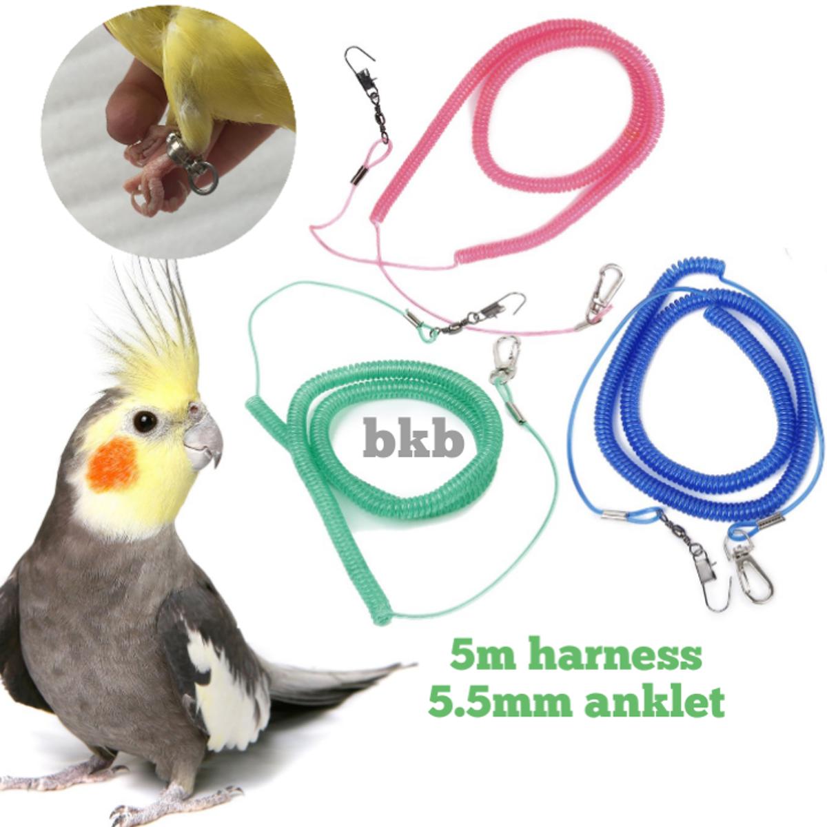 Picture of 3 miter spring harness lash with 5.5mm anklet foot ring for cockatiel, yellow sider coniur, merun tail coniur bird