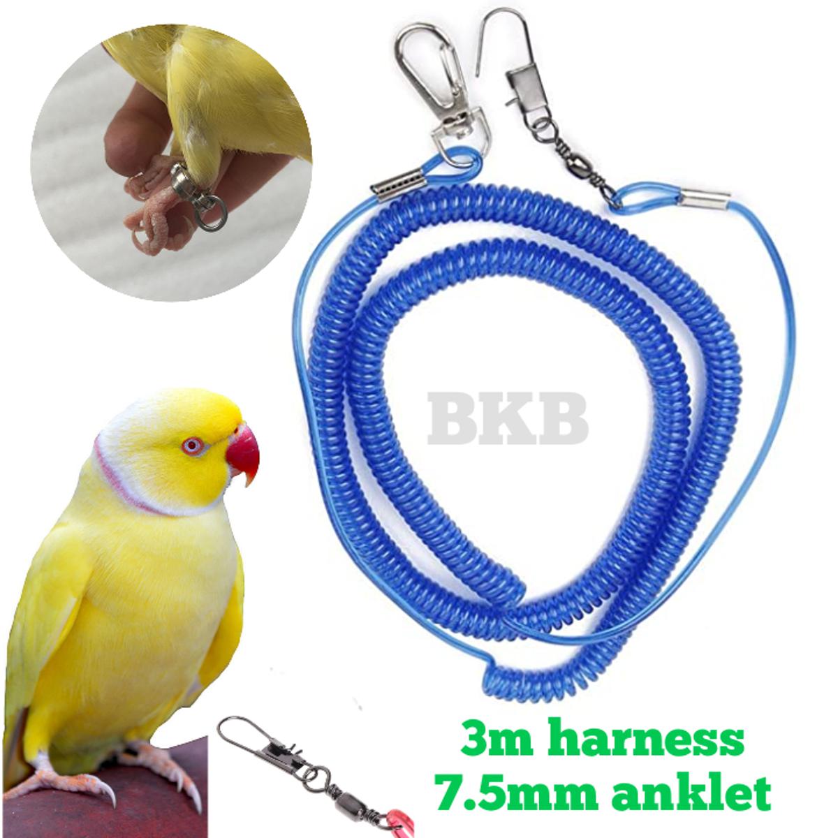 Picture of 3 miter spring harness with 7.5mm anklet foot ring for ringneck parrot, sun coniur, lory bird {full set combo} pack