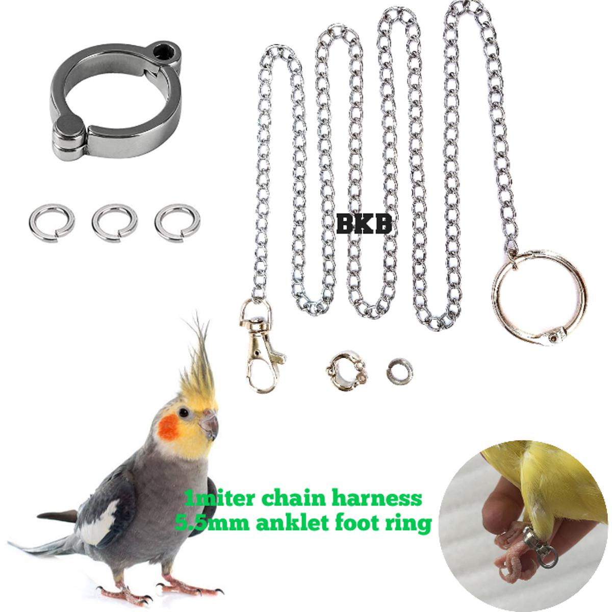 Picture of chain harness with anklet foot ring 5.5mm {full set combo pack} for yellow sider coniur, merun tail coniur, cockatiel bird