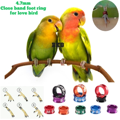 Picture of {2pcs} lovebird close band foot ring random word tag 4.5mm