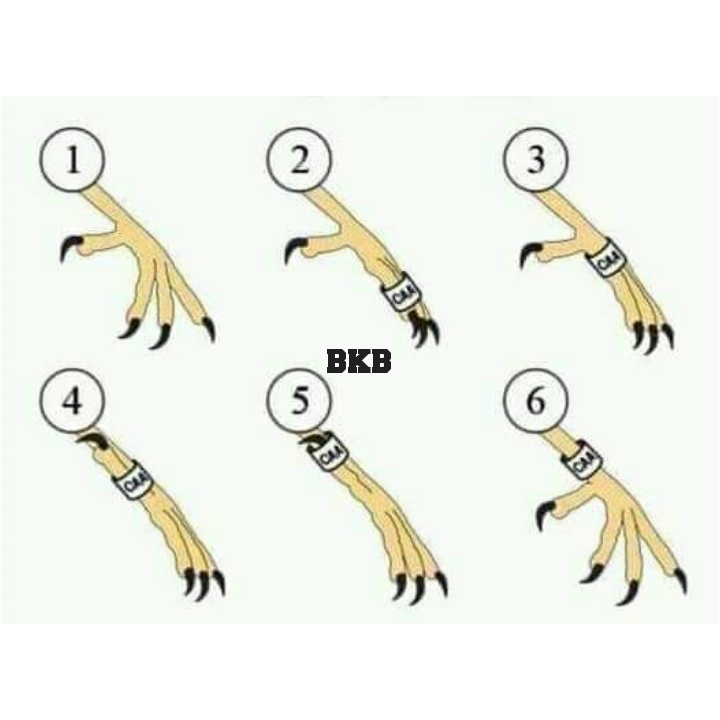 Picture of {2pcs} lovebird close band foot ring random word tag 4.5mm