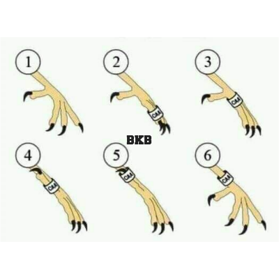 Picture of {2pcs} lovebird close band foot ring random word tag 4.5mm