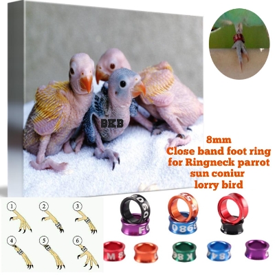 Picture of {2pcs} 8mm bird foot ring slose band foot ring tag for ringneck parrot, sun coniur, lorry bird foot ring