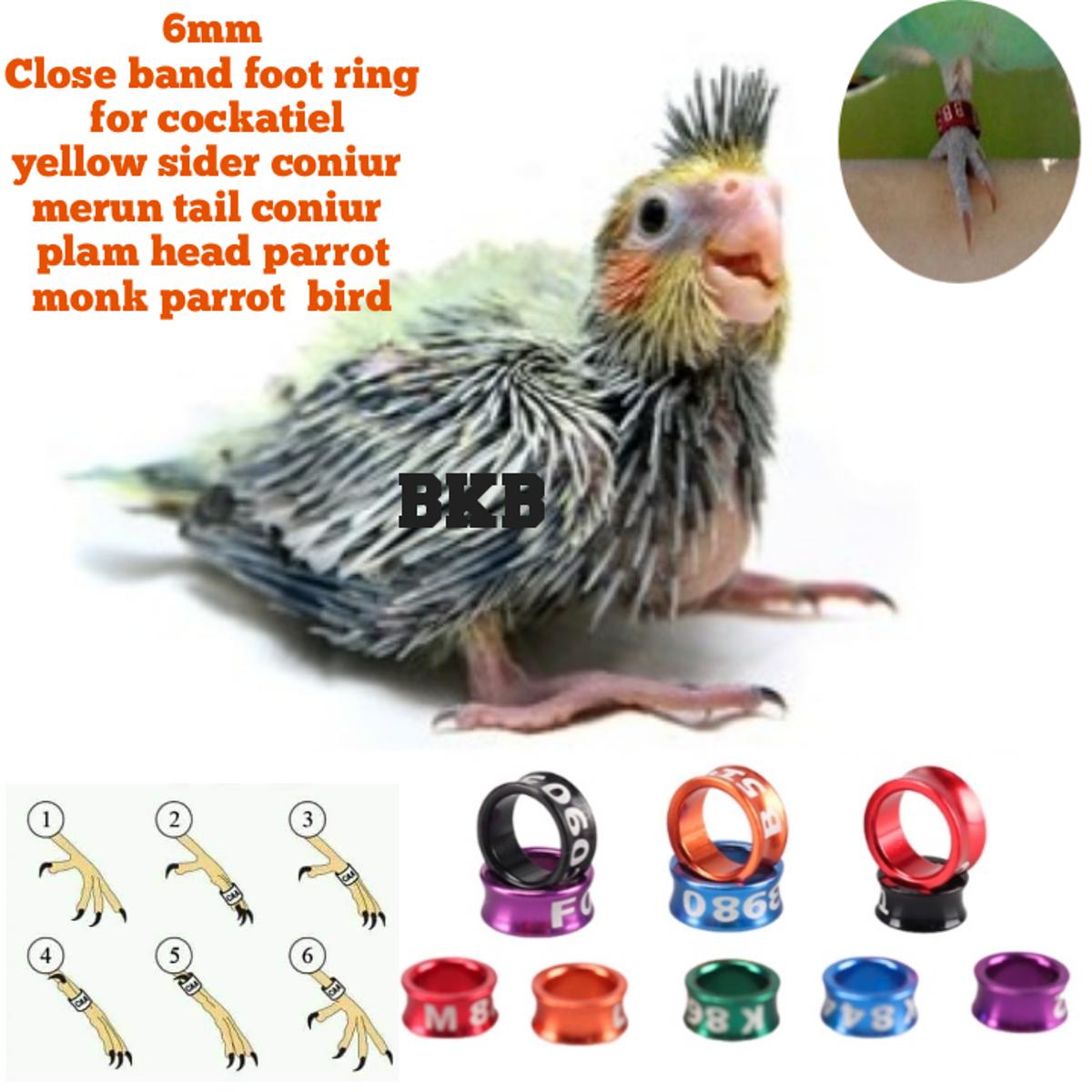 Picture of {2pcs} 6mm close band bird foot ring for cockatiel, yellow sider coniur, merun tail coniur, plam heded parrot bird foot ring