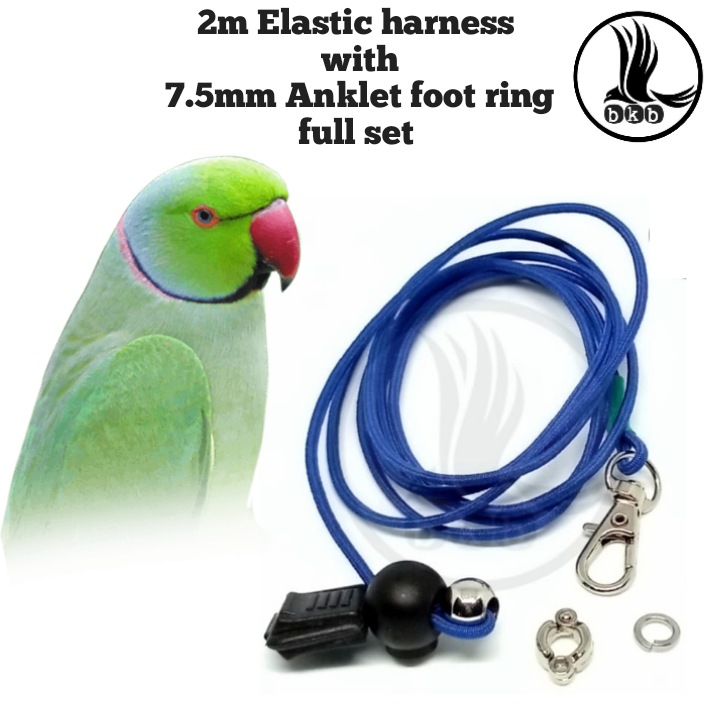 Picture of 2 Mitar Elastic harness lash with anklet foot ring 7.5mm for ringneck parrot bird (full set combo pack)
