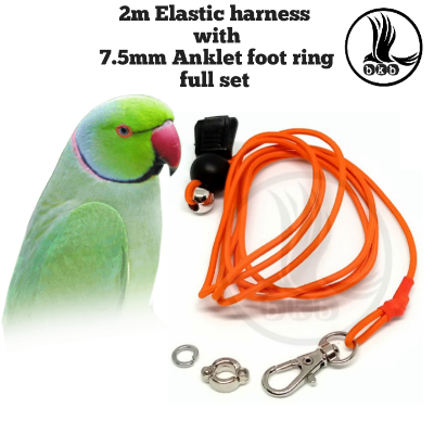 Picture of 2 Mitar Elastic harness lash with anklet foot ring 7.5mm for ringneck parrot bird (full set combo pack)