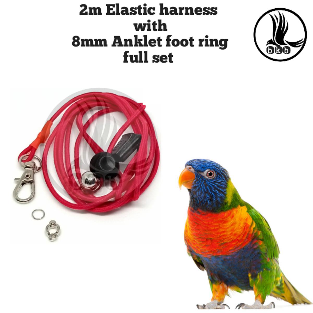 Picture of 2 Mitar Elastic harness lash with 8mm anklet foot ring for lory bird (full set combo pack)