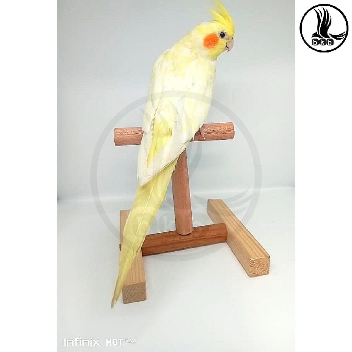 Picture of pet bird H.T stand bird toy pet bird accessories bird parch toy