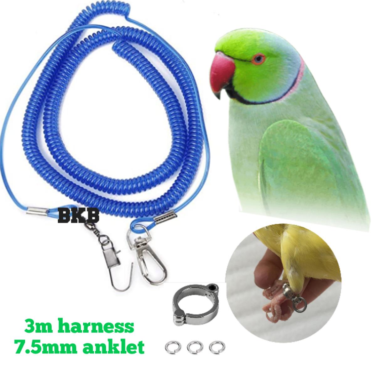 Picture of pet bird spring harness lash @ 7.5mm anklet foor ring for ringneck parrot & sun coniur/lory bird [full set combo pack]