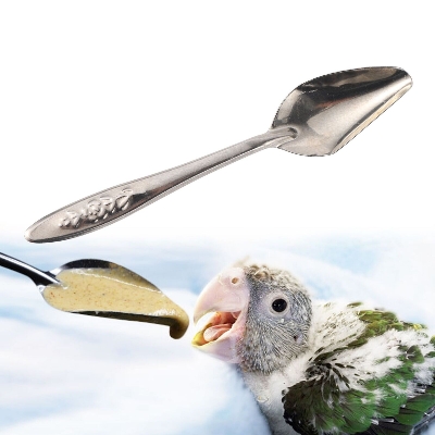 Picture of 1pcs Feeding Spoon Bird Parrot Feeding Spoon Stainless Steel Water Milk Powder Feeder Spoons Bird accessories