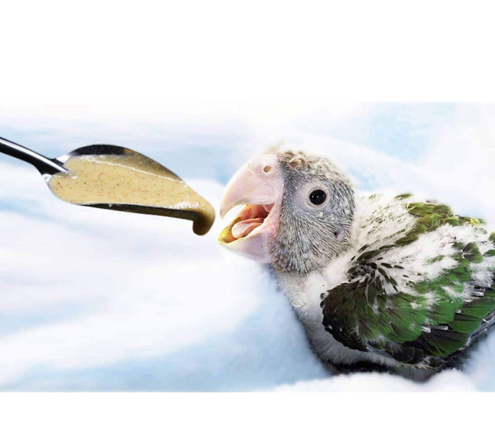 Picture of 1pcs Feeding Spoon Bird Parrot Feeding Spoon Stainless Steel Water Milk Powder Feeder Spoons Bird accessories