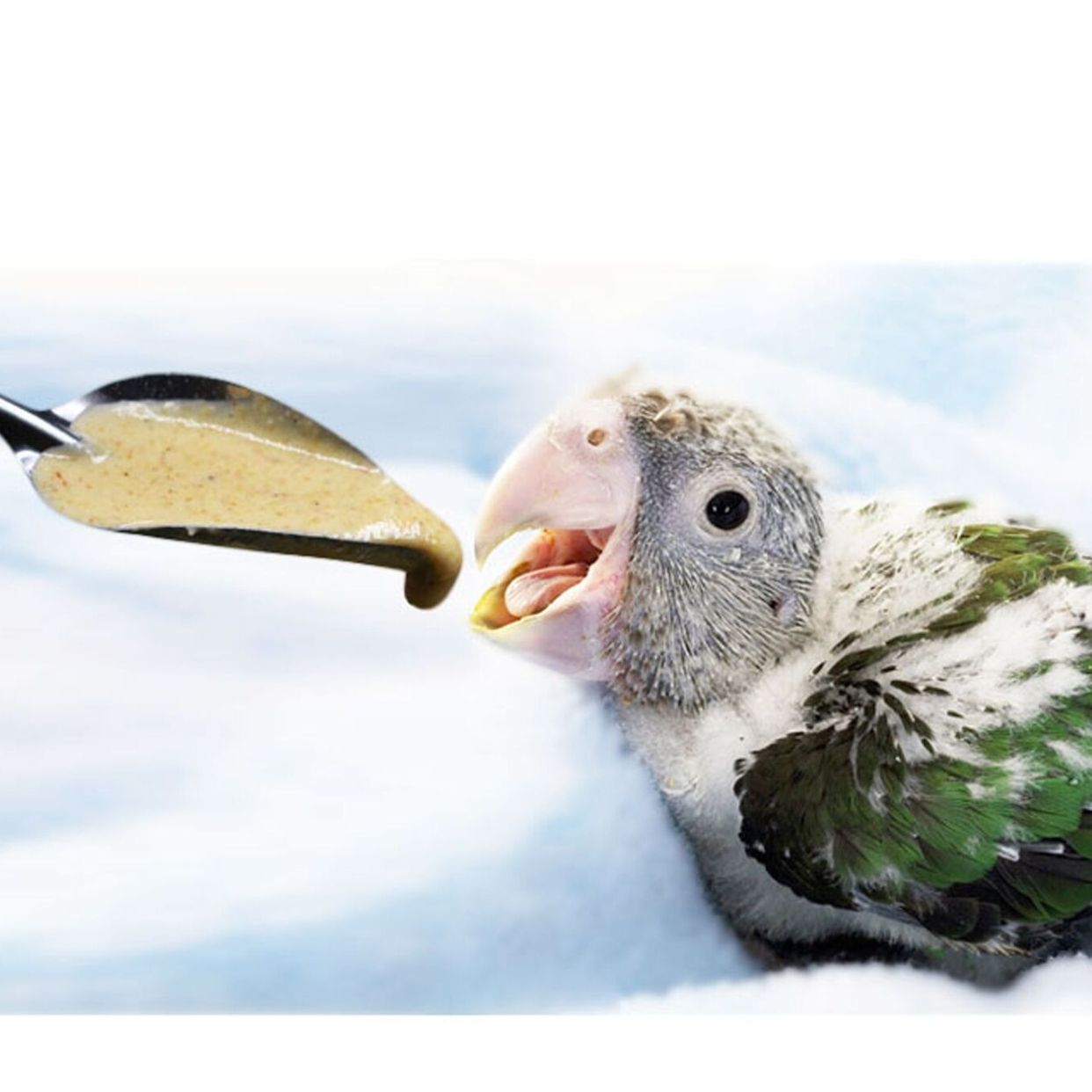 Picture of 5 pcs Feeding Spoon Bird Parrot Feeding Spoon /Stainless Steel Water Milk Powder Feeder Spoons/ bird accessories