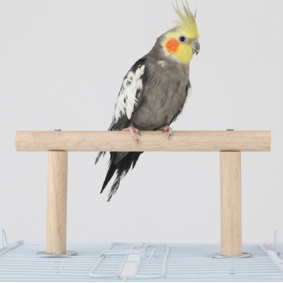 Picture of pet bird parch stand bird parch bird accessories bird products