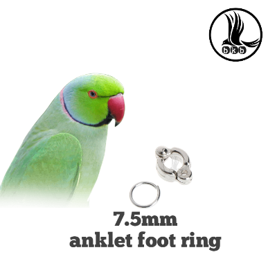 Picture of china anklet for ringneck/ sun conour bird