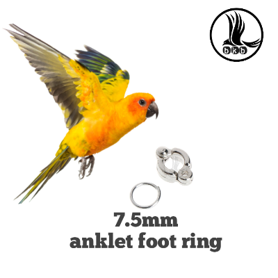 Picture of china anklet for ringneck/ sun conour bird