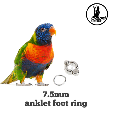Picture of china anklet for ringneck/ sun conour bird