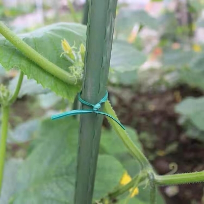 Picture of Plant Ties for Climbing Plants 50 Pcs 6 inchi