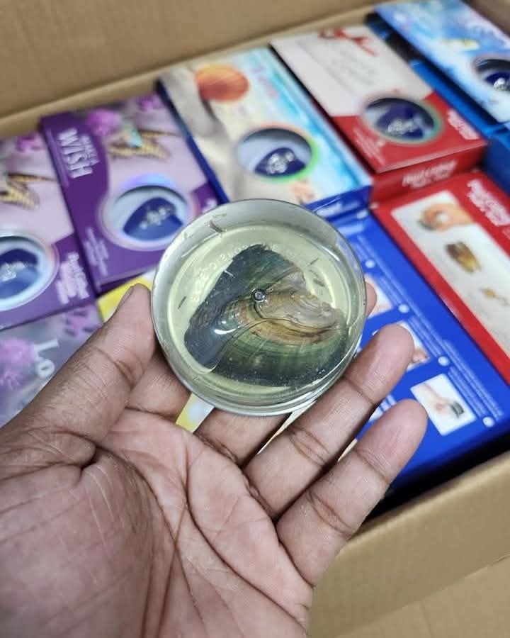 Picture of Viral hidden oyster necklace
💖