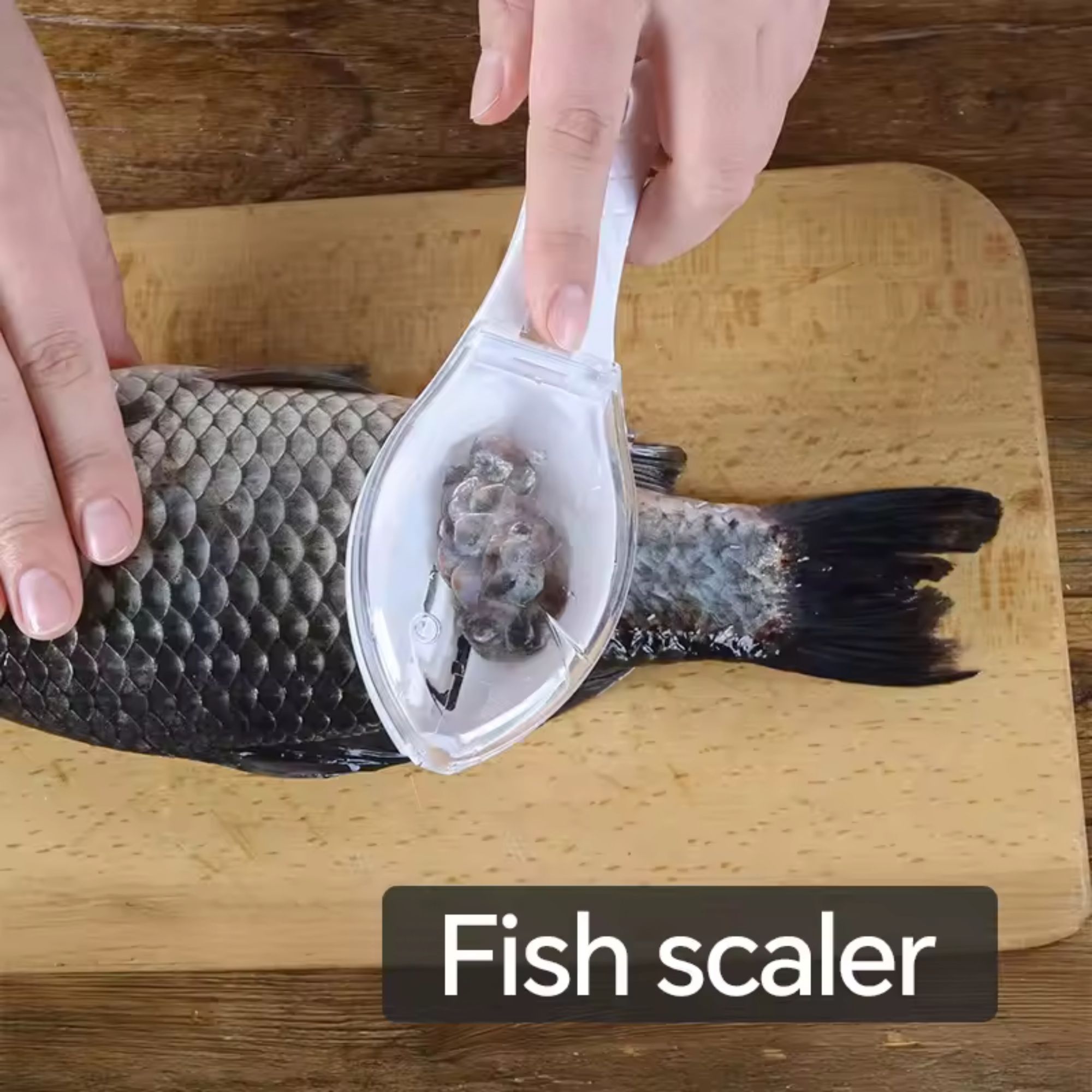 Picture of Fish scale brush | Fish Skin Brush Scraping Fish Scale Brush Grater Quick Disassembly Fish Cleaning Peeling Skin Scraper Scraper Scaler