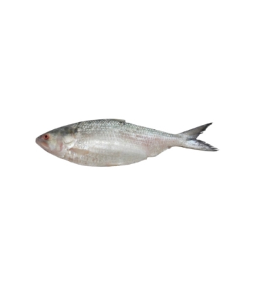Picture of Hilsha Fish (ইলিশ) 300gm Plus (only for rajshahi)