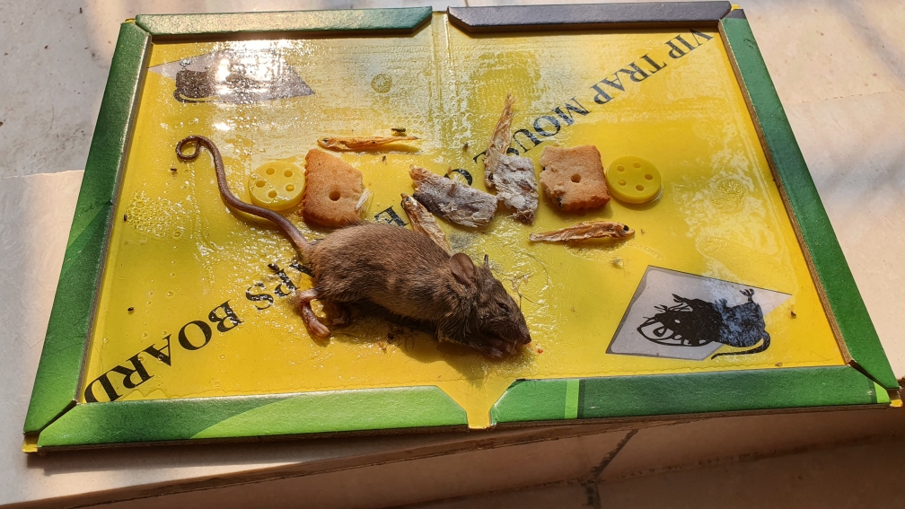 Picture of Big Size Rat Bond Traps Green Killer China