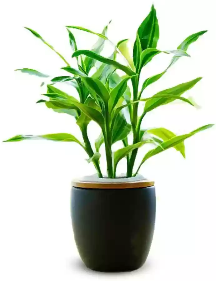 Picture of Lucky Bamboo Plant (rooted 02 pieces) Green Leaf  | Best Indoor Plants | Indoor Plants