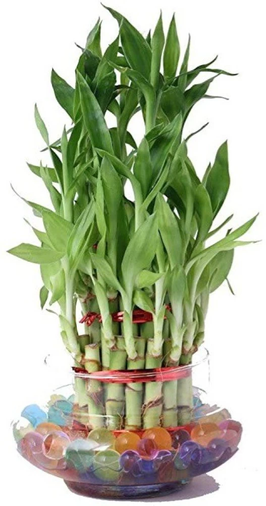 Picture of Lucky Bamboo Plant (rooted 02 pieces) Green Leaf  | Best Indoor Plants | Indoor Plants