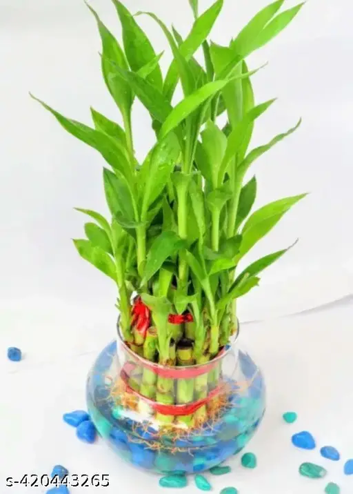 Picture of Lucky Bamboo Plant (rooted 02 pieces) Green Leaf  | Best Indoor Plants | Indoor Plants