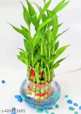 Picture of Lucky Bamboo Plant (rooted 02 pieces) Green Leaf  | Best Indoor Plants | Indoor Plants