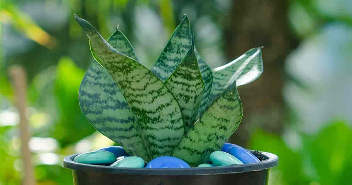 Picture of Mini Green leaf snake plant |Best Indoor Plant| Indoor plant