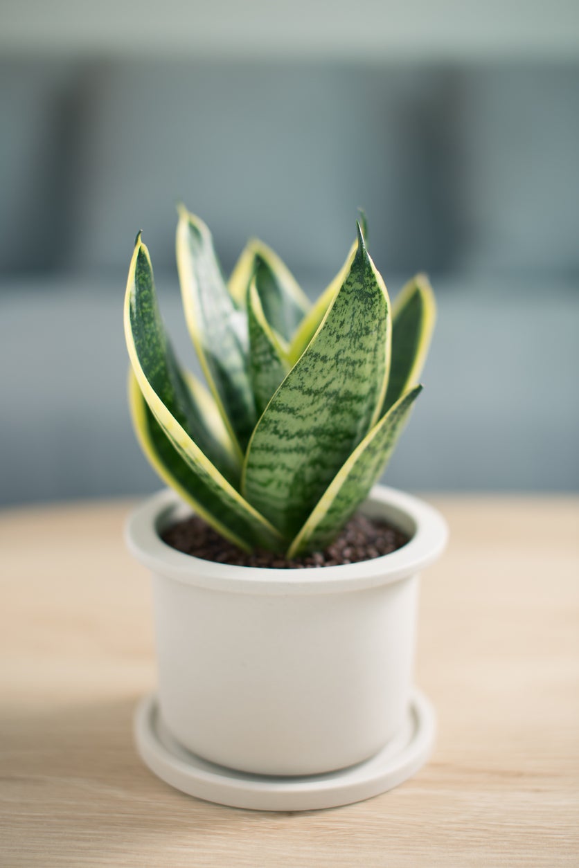 Picture of Mini Green leaf snake plant |Best Indoor Plant| Indoor plant
