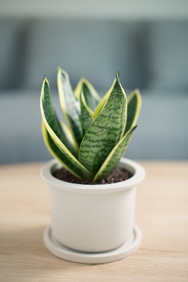 Picture of Mini Green leaf snake plant |Best Indoor Plant| Indoor plant