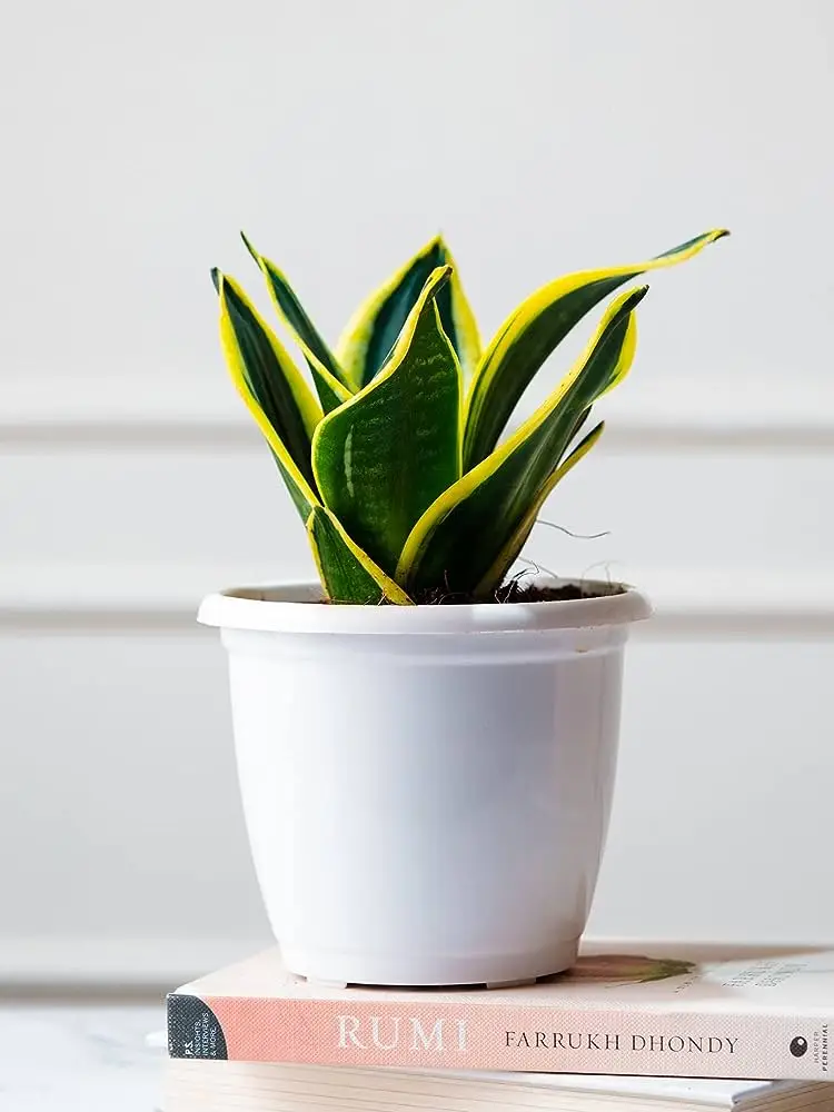 Picture of Mini Green leaf snake plant |Best Indoor Plant| Indoor plant