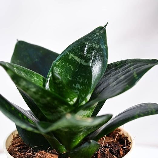 Picture of Mini Green leaf snake plant |Best Indoor Plant| Indoor plant