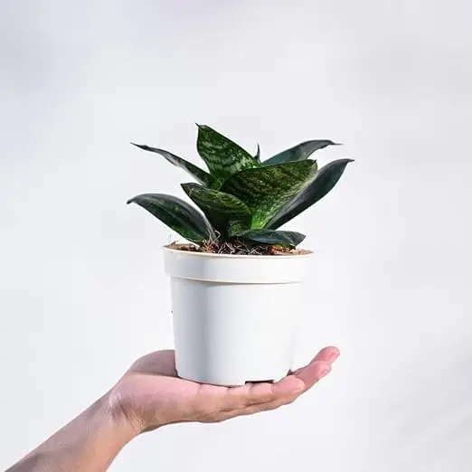 Picture of Mini Green leaf snake plant |Best Indoor Plant| Indoor plant
