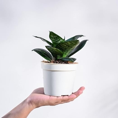 Picture of Mini Green leaf snake plant |Best Indoor Plant| Indoor plant
