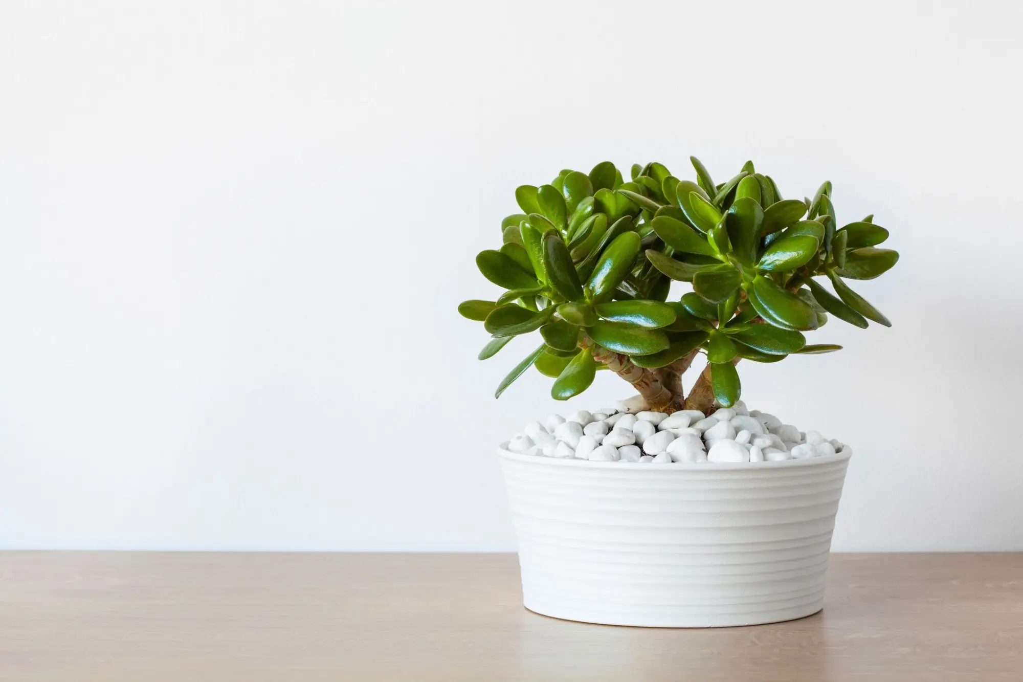 Picture of Jade plant tree Without Tub| Best Indoor plant| Air Purifier Plant