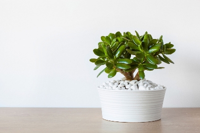 Picture of Jade plant tree Without Tub| Best Indoor plant| Air Purifier Plant