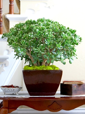 Picture of Jade plant tree Without Tub| Best Indoor plant| Air Purifier Plant