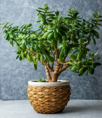 Picture of Jade plant tree Without Tub| Best Indoor plant| Air Purifier Plant