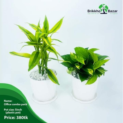 Picture of Premium Quality Money Plant and Lucky Bamboo With Tub| Best Indoor Plnat