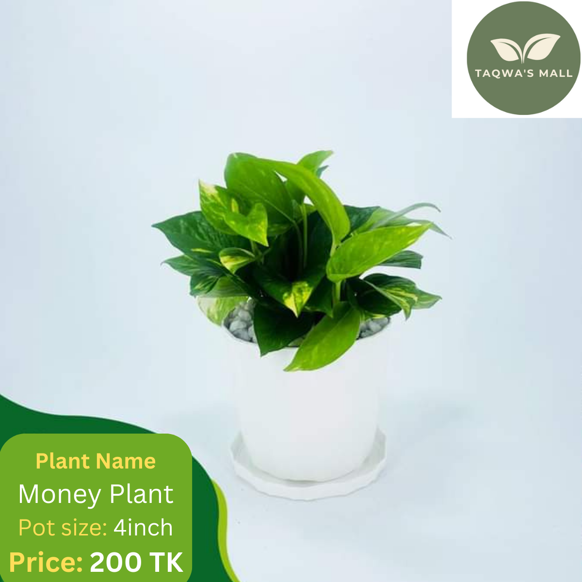 Picture of Premium Quality Money Plant and Lucky Bamboo With Tub| Best Indoor Plnat