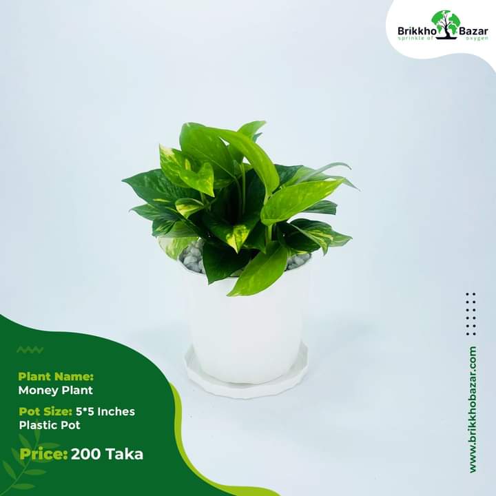 Picture of Premium Quality Money Plant and Lucky Bamboo With Tub| Best Indoor Plnat