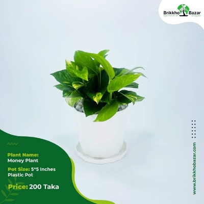 Picture of Premium Quality Money Plant and Lucky Bamboo With Tub| Best Indoor Plnat