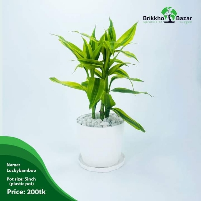 Picture of Premium Quality Money Plant and Lucky Bamboo With Tub| Best Indoor Plnat