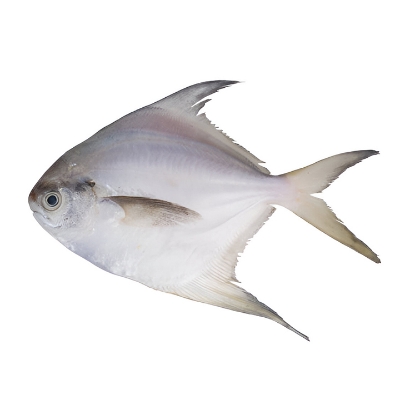 Picture of Fresh Sea Fish Rupchanda 500g±50g