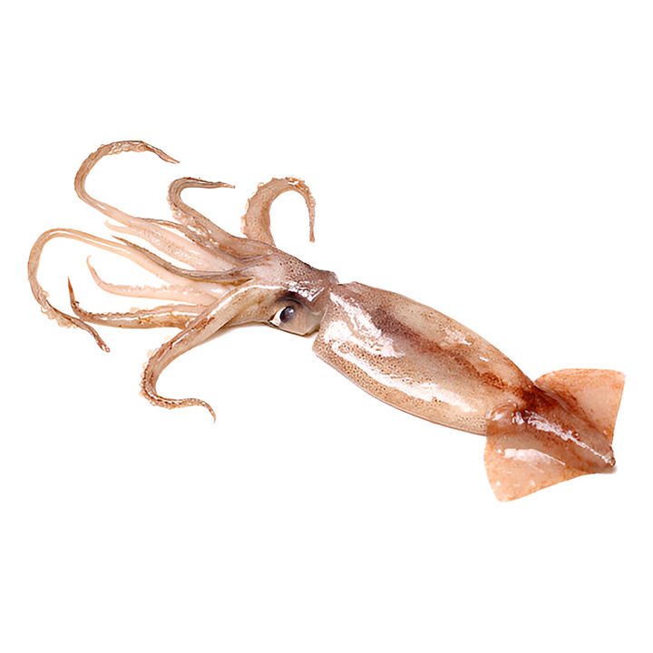 Picture of Fresh Sea Fish Squid (Whole) 1000g (20/40 Pcs) Export Grade (±50g)